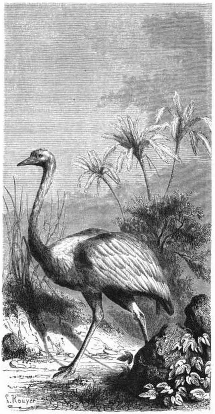Ñandú o avestruz americano — aprox. 1861 | Chile de Ayer