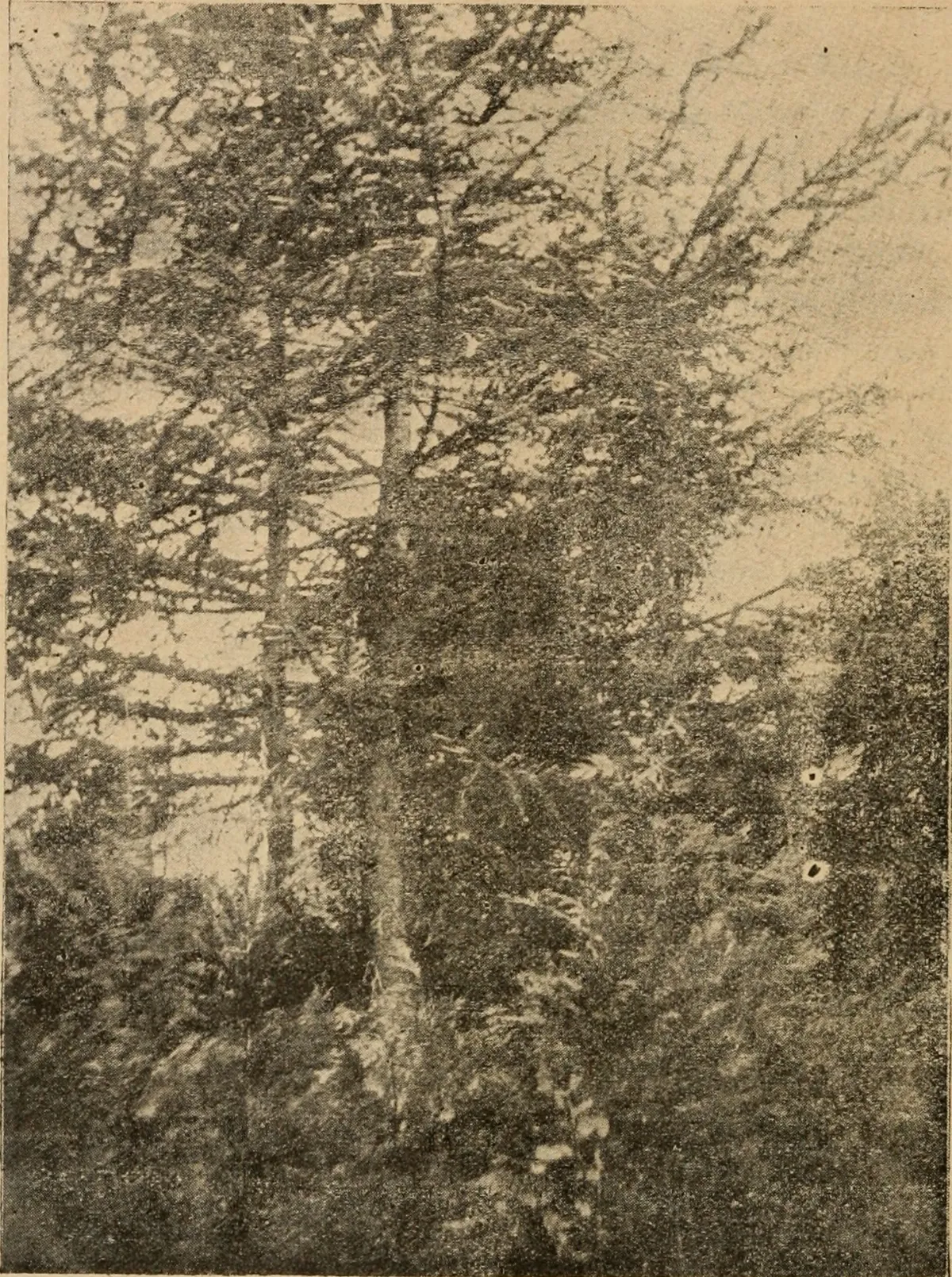 Boletín de Bosques, Pesca y Caza, Santiago, 1912 — aprox. 1912 | Chile de Ayer