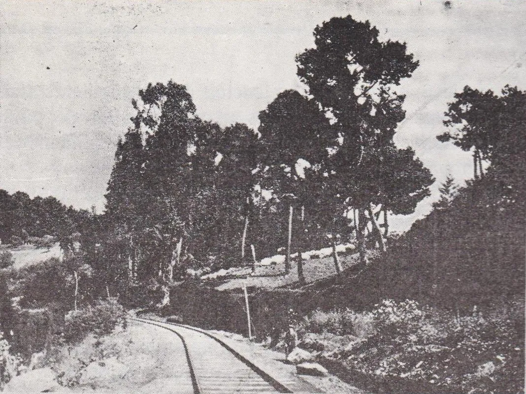 Ferrocarril entre bosque nativo, vista de vía curva — aprox. 1929 | Chile de Ayer