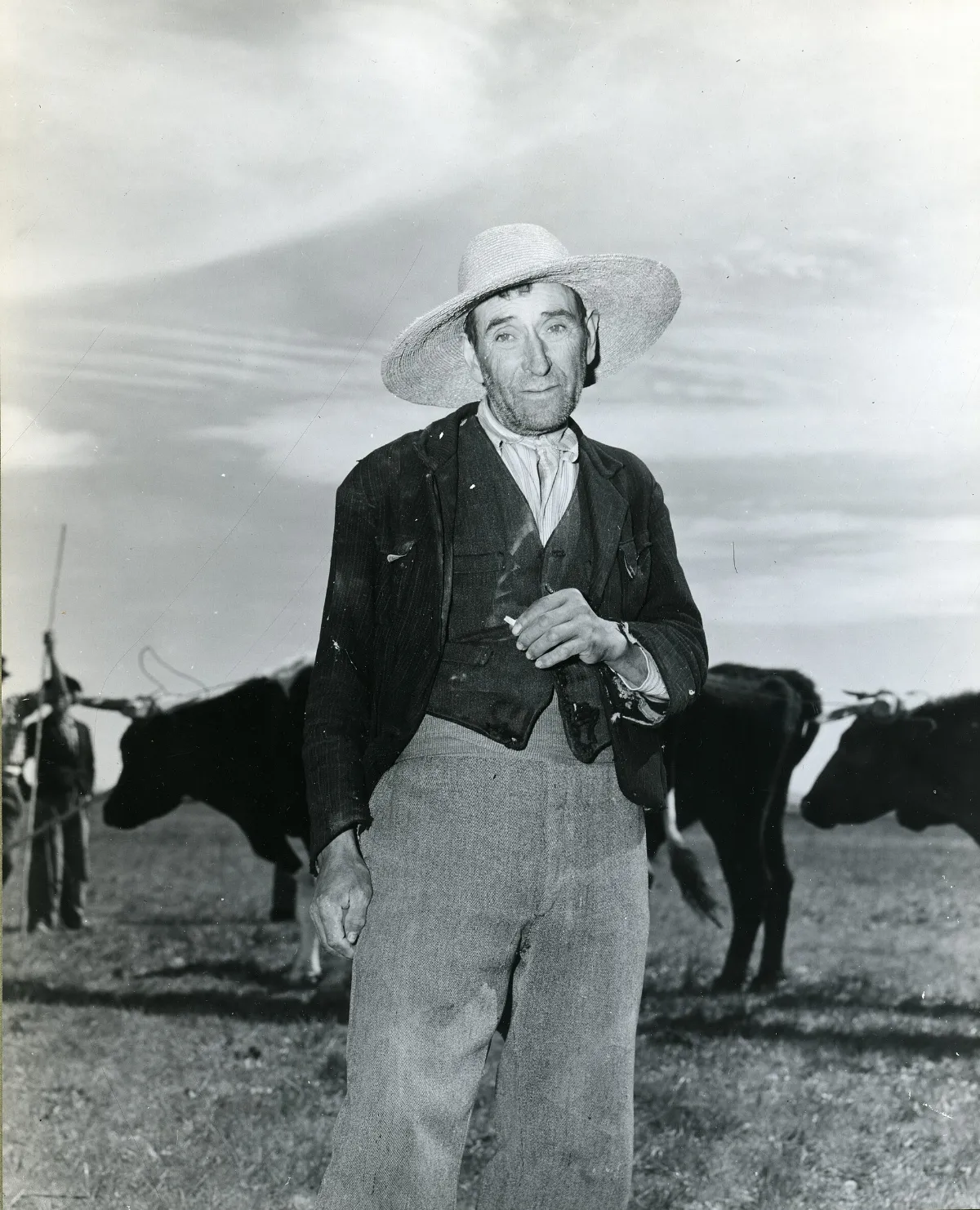 Arriero con bueyes (huaso), Chillán, Región del Bío-Bío — aprox. 1944 | Chile de Ayer