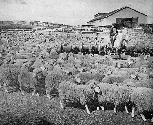 Rebaño de ovejas junto a galpón de esquila de la Sociedad Explotadora de Tierra del Fuego — aprox. 1942 | Chile de Ayer