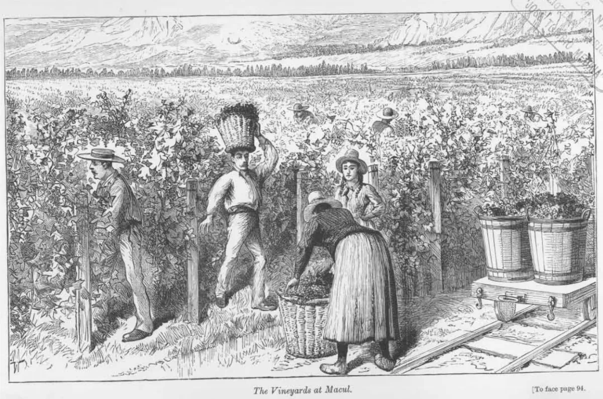 The Vineyards at Macul — aprox. 1890–1930 | Chile de Ayer