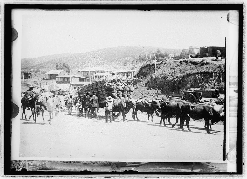 Imagen de bueyes en Valparaíso — aprox. 1890–1930 | Chile de Ayer