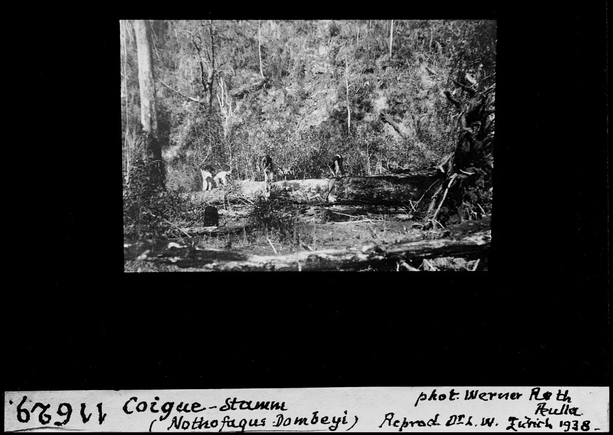 Explotación forestal en Coigue-stamm, zona de Nothofagus — aprox. 1938–1940 | Chile de Ayer