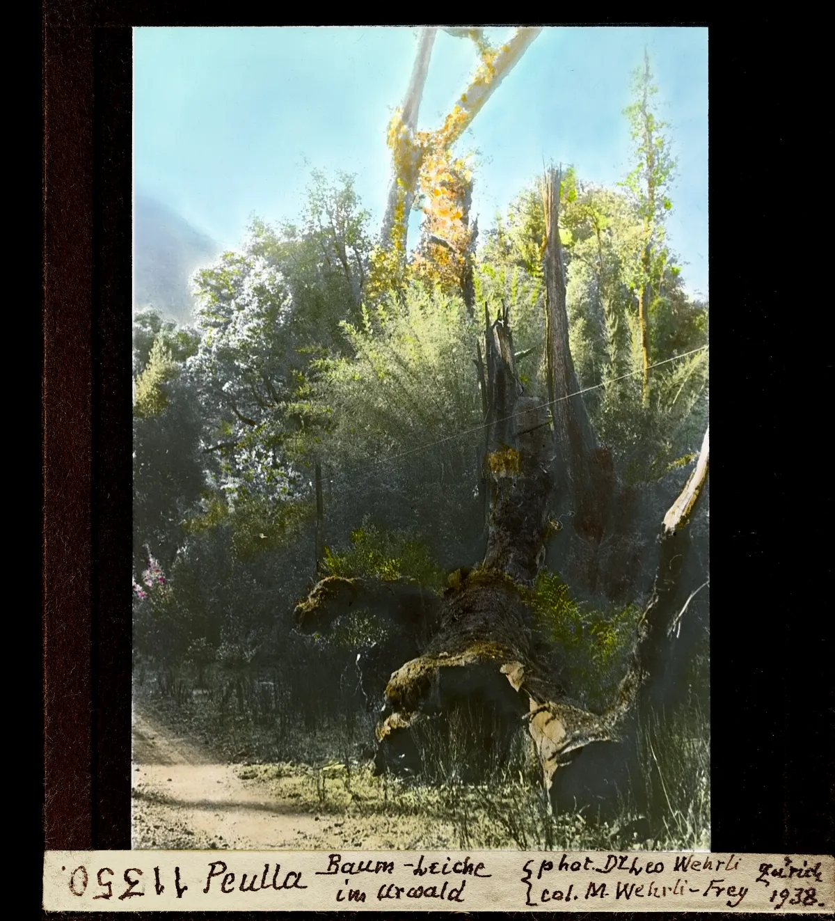 Tronco muerto cubierto de musgo en la selva virgen de Peulla, 1938 — aprox. 1938–1940 | Chile de Ayer