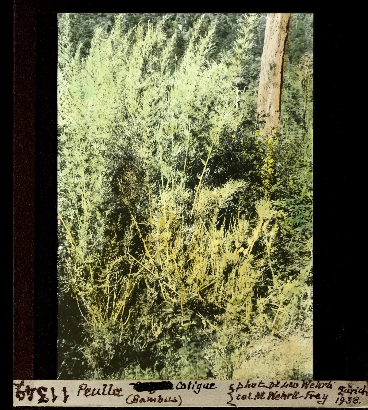 Diapositiva coloreada de coligue (bambu nativo) en Peulla, 1938 — aprox. 1938–1940 | Chile de Ayer
