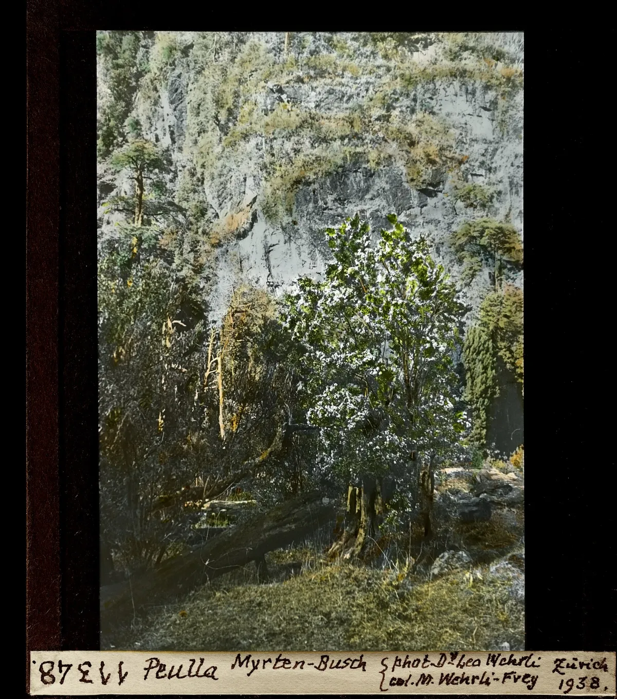Acantilado rocoso con vegetación y líquenes — aprox. 1938–1940 | Chile de Ayer
