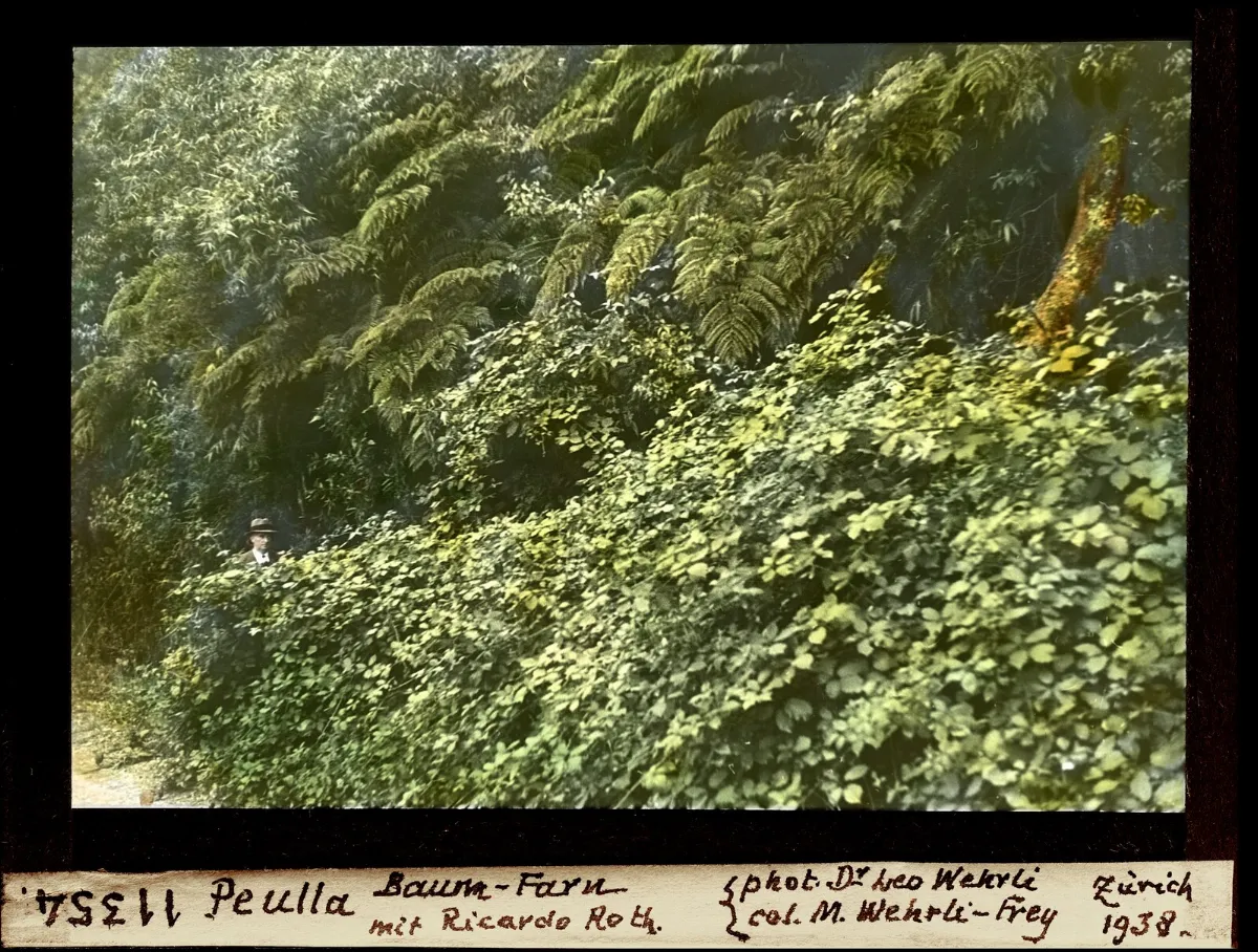 Diapositiva coloreada de bosque de helechos arboreos en Peulla con Ricardo Roth, 1938 — aprox. 1938–1940 | Chile de Ayer