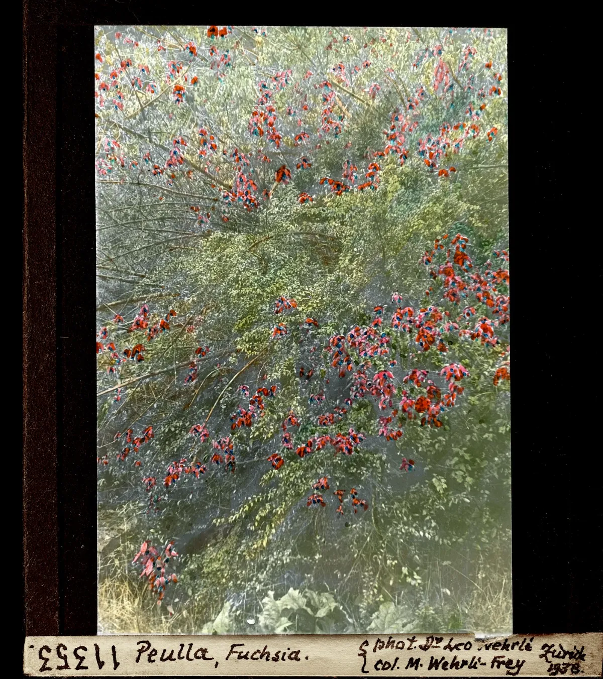 Peulla, Fuchsia en floración, vista cenital — aprox. 1938–1940 | Chile de Ayer