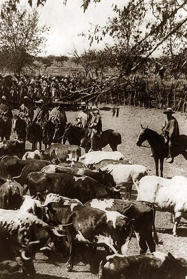 Vaqueros con ganado en Chile, 1890 — aprox. 1890–1930 | Chile de Ayer