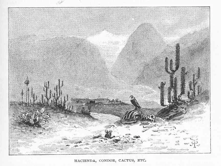 Hacienda, cóndor y cactus en la costa de Chile — aprox. 1890–1930 | Chile de Ayer