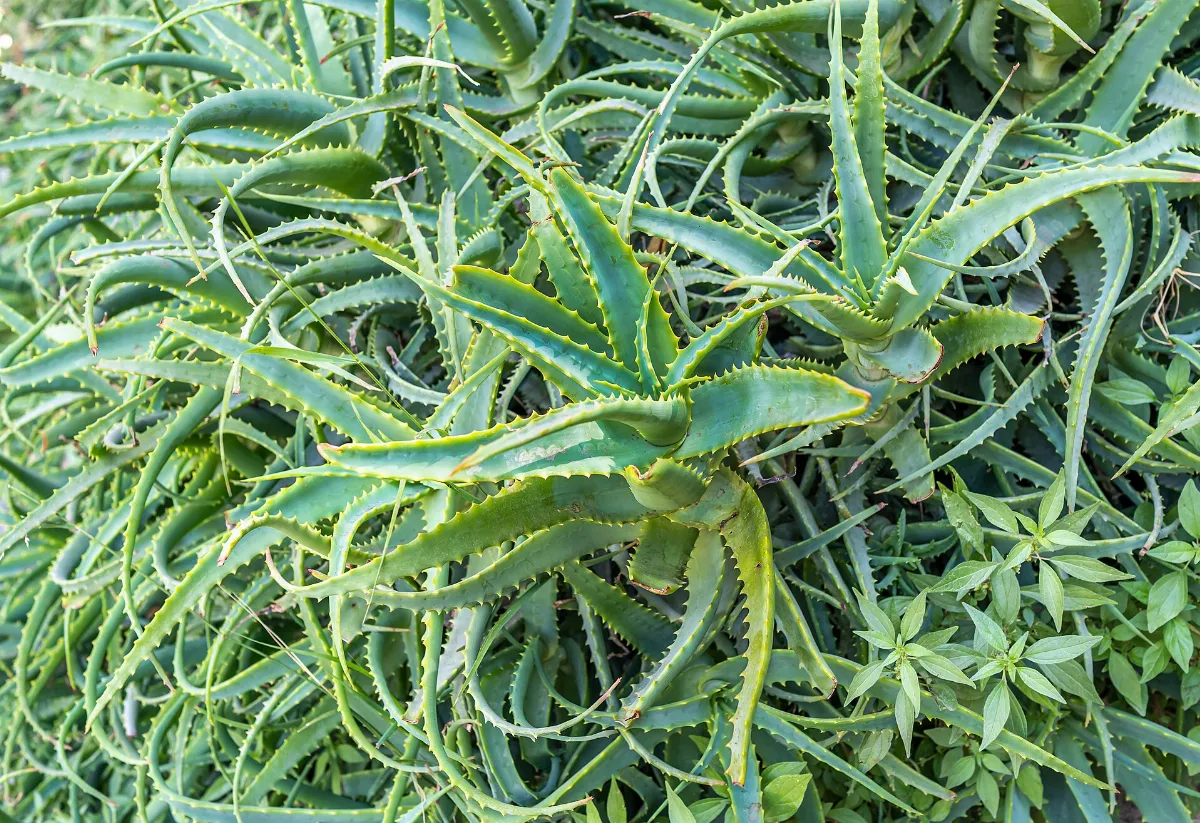 Aloe vera en el Cerro Santa Lucía — aprox. 1880–1930 | Chile de Ayer