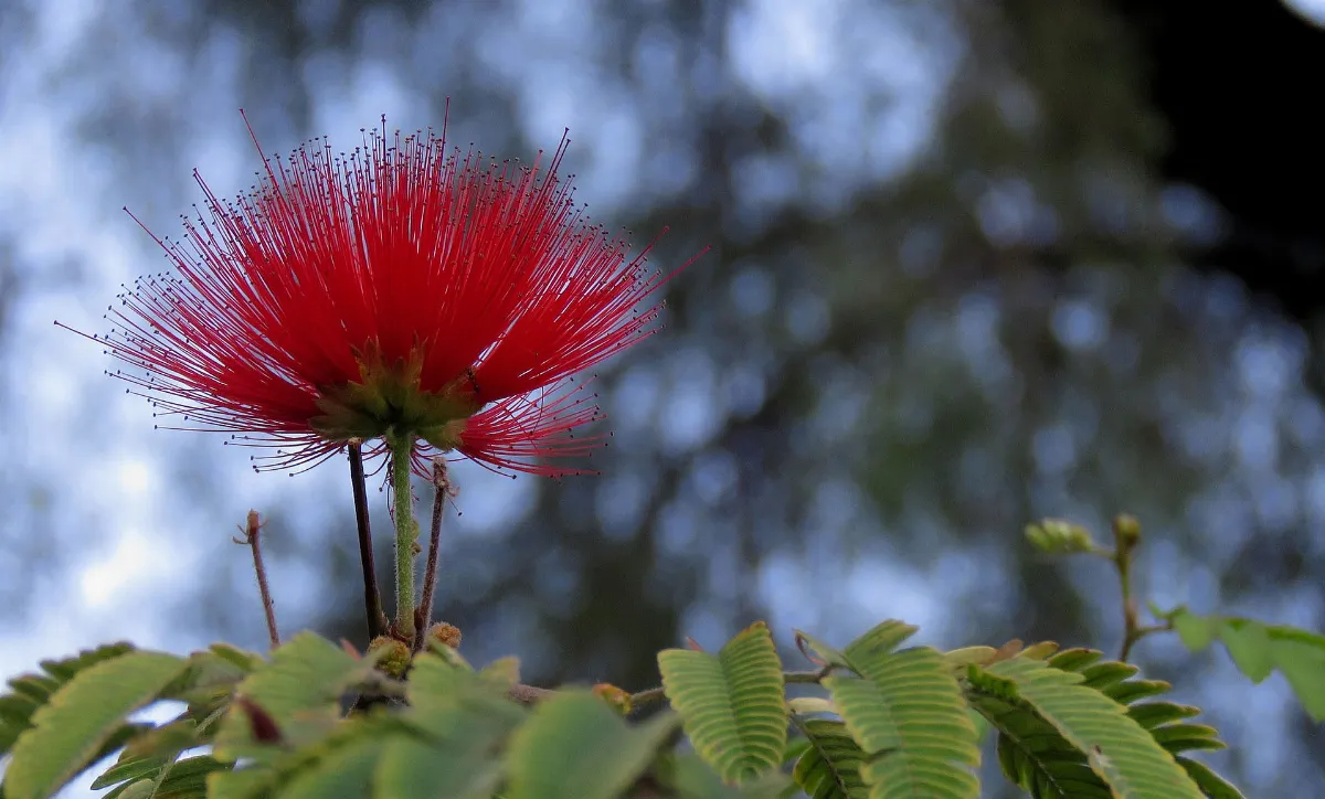 Flor roja de clavellino (Calliandra) en el Cerro Santa Lucía — aprox. 1880–1930 | Chile de Ayer