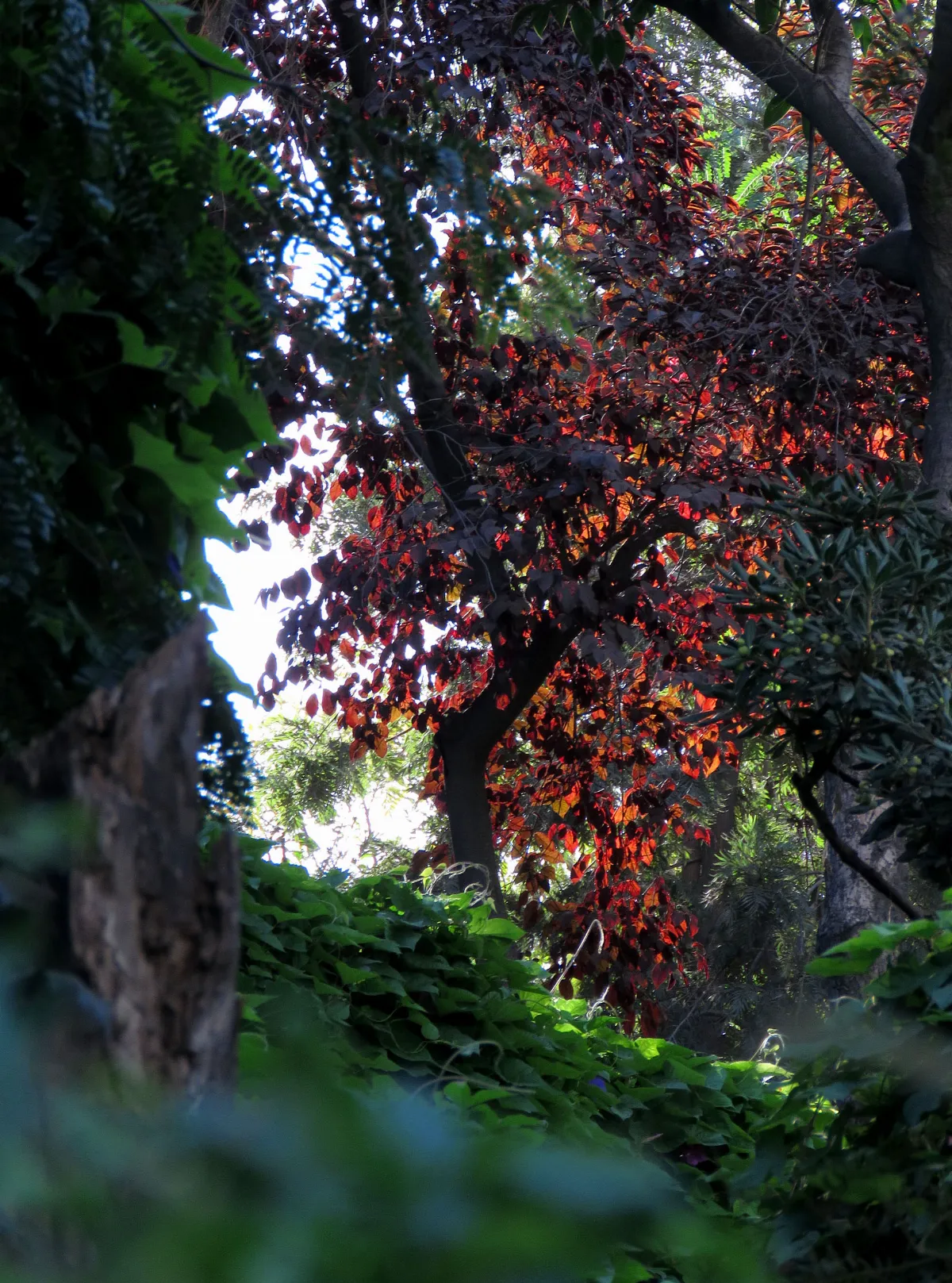 Follaje rojo y helechos a contraluz en los jardines del Cerro Santa Lucía, Santiago — aprox. 1880–1930 | Chile de Ayer