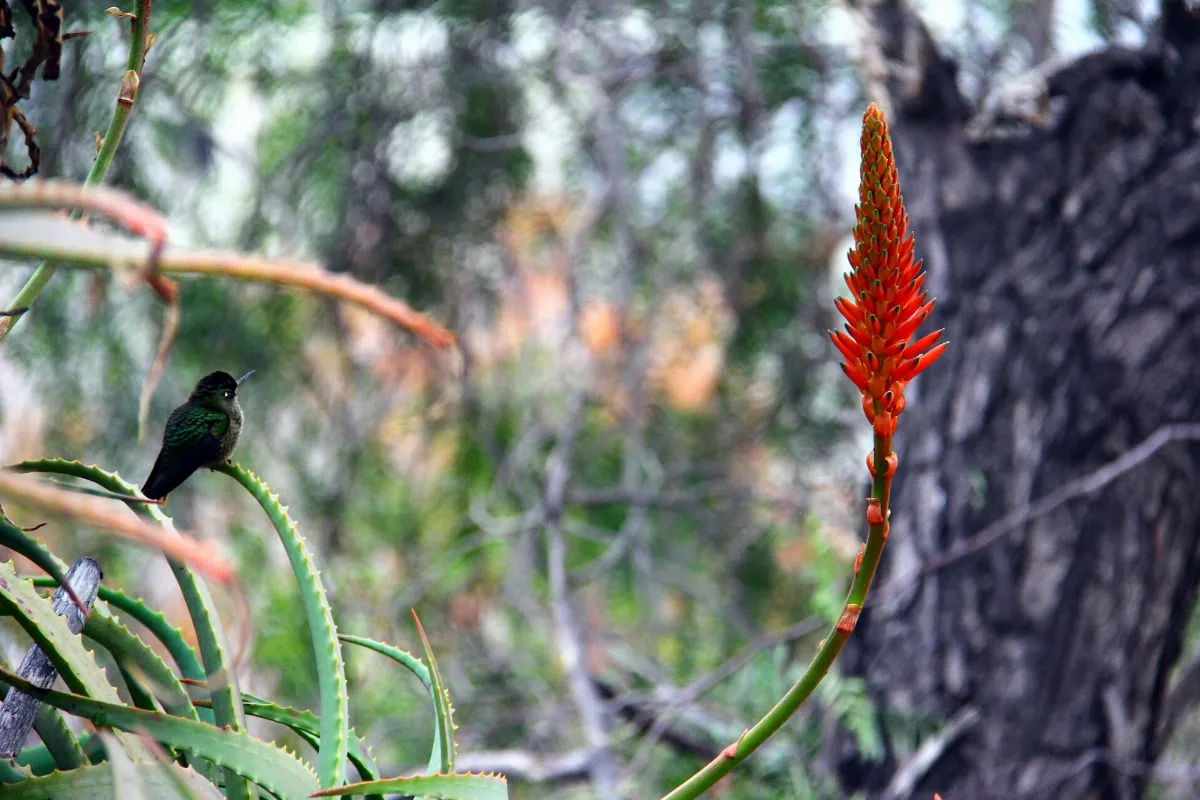 Picaflor posado sobre una flor de aloe vera en el Cerro Santa Lucía, Santiago — aprox. 1880–1930 | Chile de Ayer
