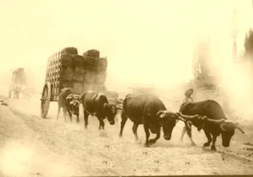 Carretas de trilla — aprox. 1900 | Chile de Ayer