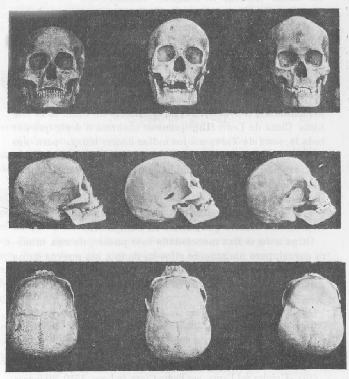 Cráneos prehistóricos tipo paleo-americano, hallados cerca de La Serena — aprox. 1910 | Chile de Ayer