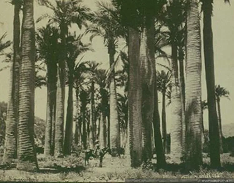Bosque de palmeras chilenas — 1906 | Chile de Ayer
