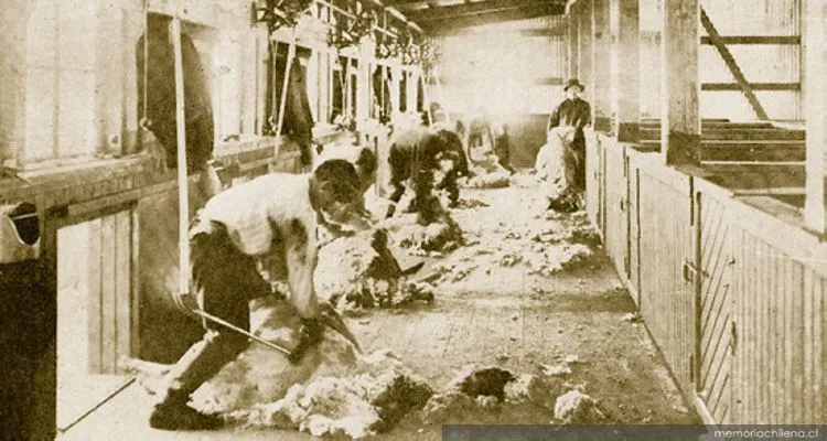 Esquila a máquina en la Estancia Entre Vientos, Magallanes, 1920 — 1920 | Chile de Ayer