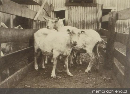 Establecimiento de esquila y gracería en Santa Sofía, 1906 — 1906 | Chile de Ayer