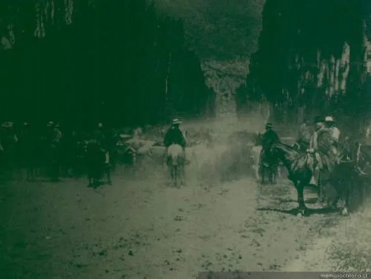 Hombres arriando ganado de vacuno, 1906 — 1906 | Chile de Ayer