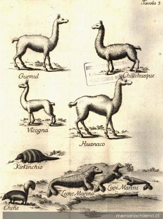 Animales de Chile, 1776 — 1776 | Chile de Ayer