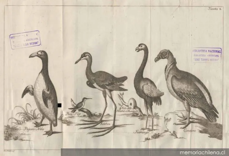 Aves de Chile, 1776 — 1776 | Chile de Ayer