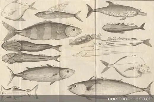 Fishes found in this voyage, 1773 — 1773 | Chile de Ayer