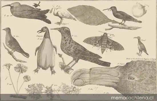 Birds, 1773 — 1773 | Chile de Ayer