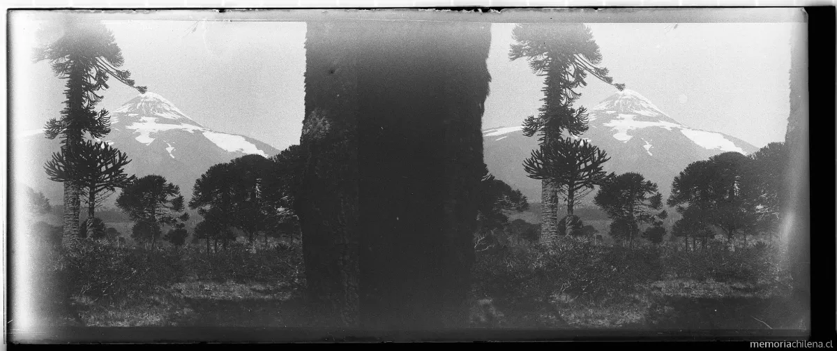 Volcán Lanin desde bosques de araucarias, 1906 — 1906 | Chile de Ayer