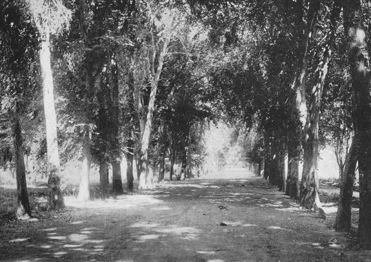 Camino rural, hacienda Macul, hacia 1900 — 1900 | Chile de Ayer