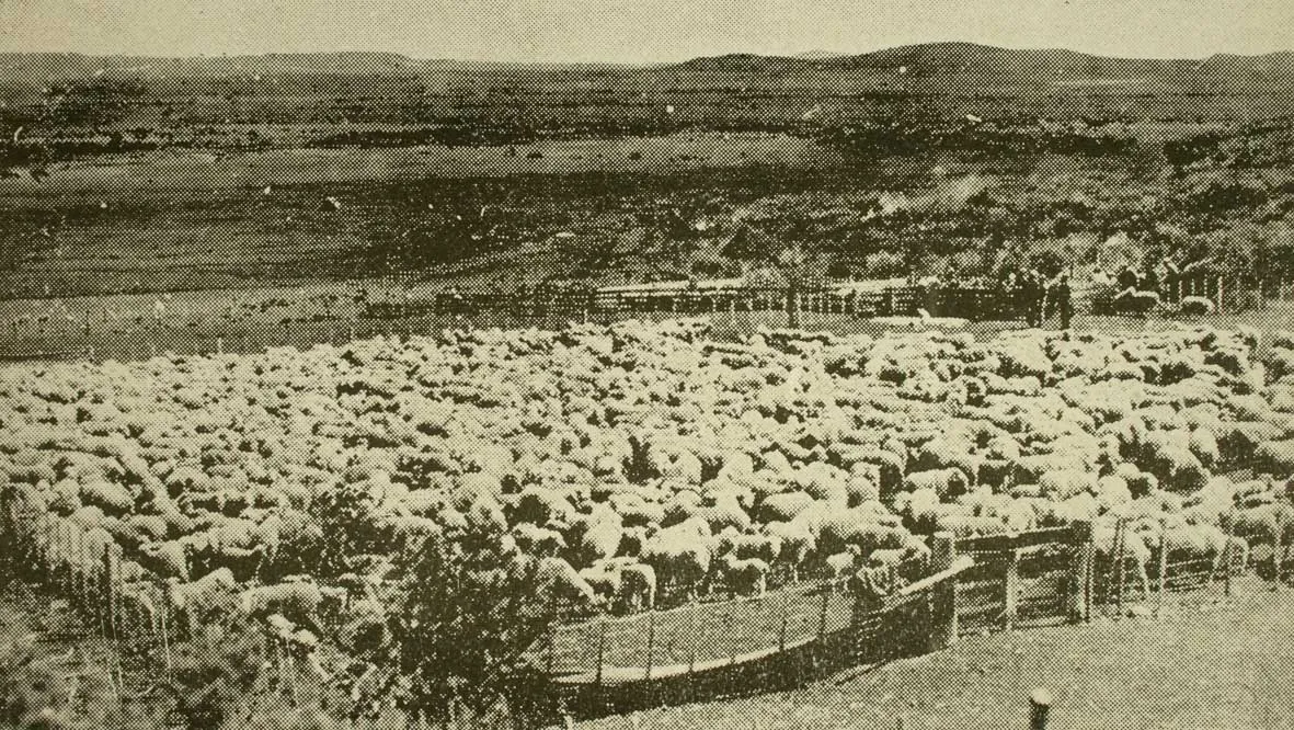 Piño de ovejas en la Estancia Mercedes, Porvenir, Provincia de Tierra del Fuego, 1934 — 1934 | Chile de Ayer
