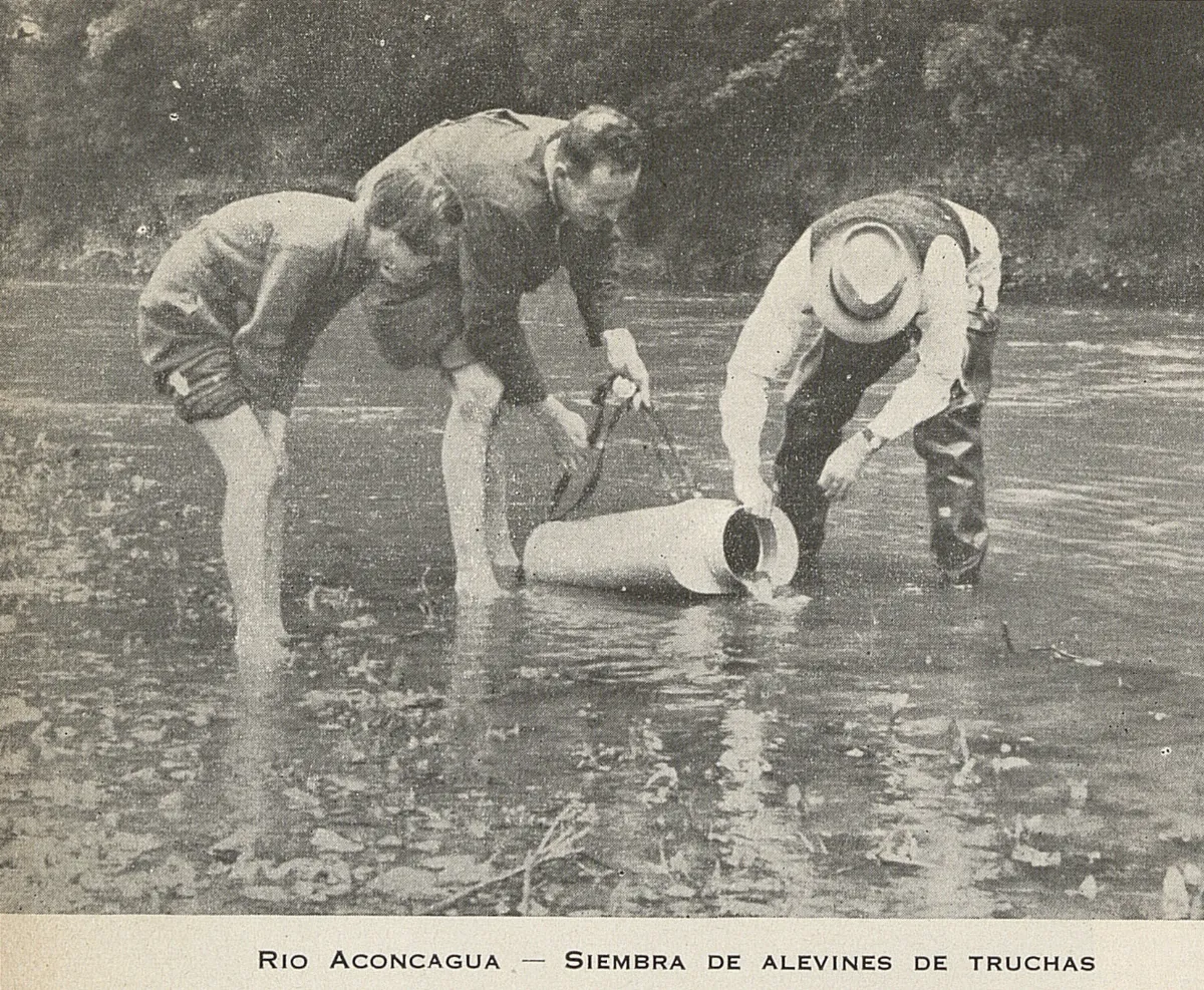 Siembra de alevines de truchas: Río Aconcagua, 1947 — 1947 | Chile de Ayer