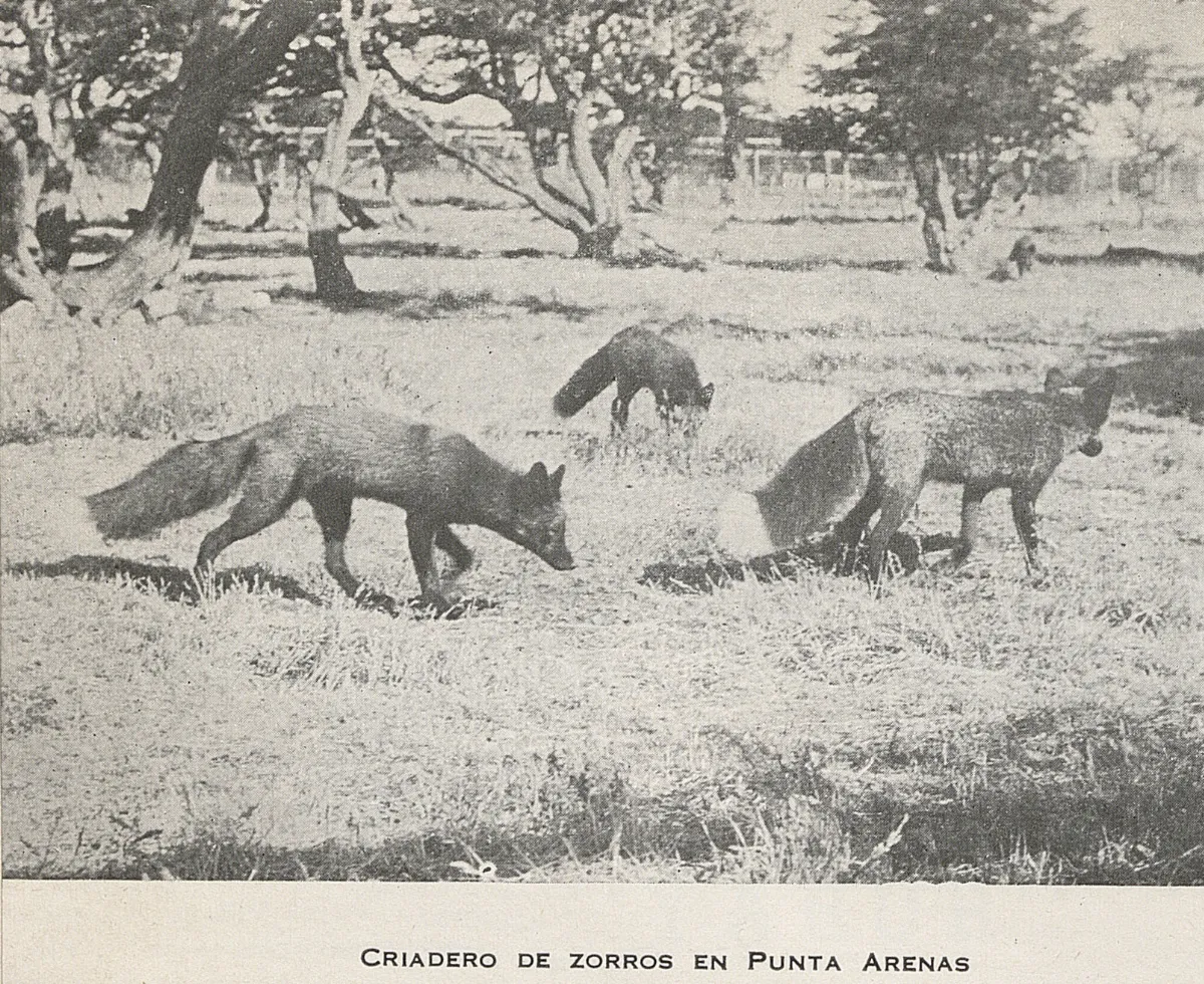 Criadero de zorros, Punta Arenas, 1948 — 1948 | Chile de Ayer