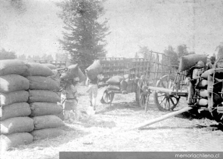 Carga de sacos de trigo, hacia 1930 — 1930 | Chile de Ayer