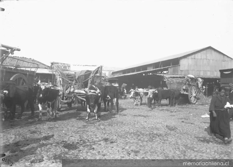 Carretas en la Vega Central, hacia 1912 — 1912 | Chile de Ayer