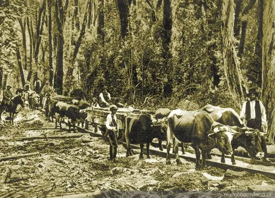 Construcción del ferrocarril entre Castro y Ancud, hacia 1910 — 1910 | Chile de Ayer