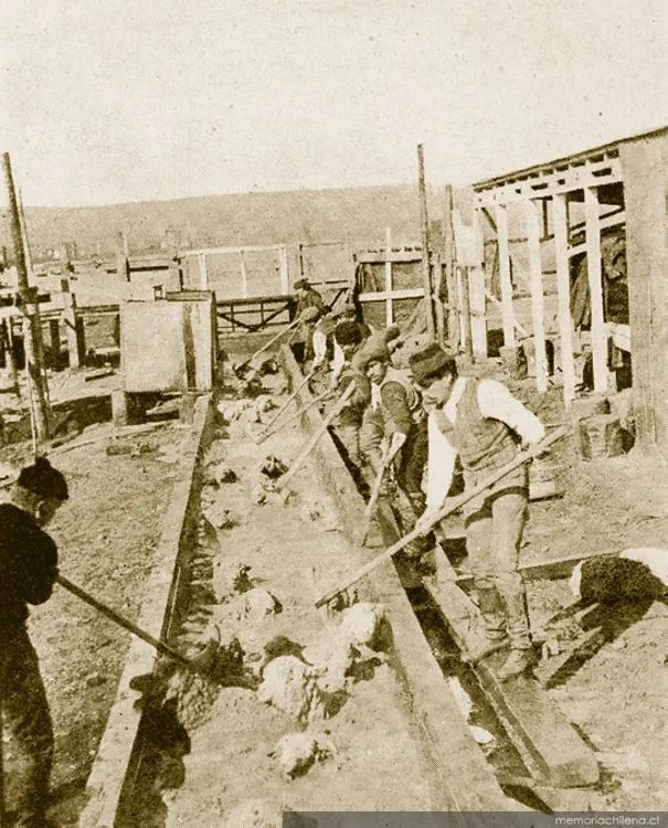 Obreros bañando ovejas en la Estancia Cameron, Tierra del Fuego, 1920 — 1920 | Chile de Ayer