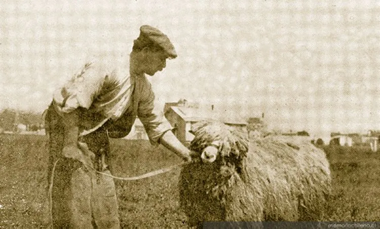 Pastor de la Estancia Tres Chorrillos, Magallanes, 1920 — 1920 | Chile de Ayer