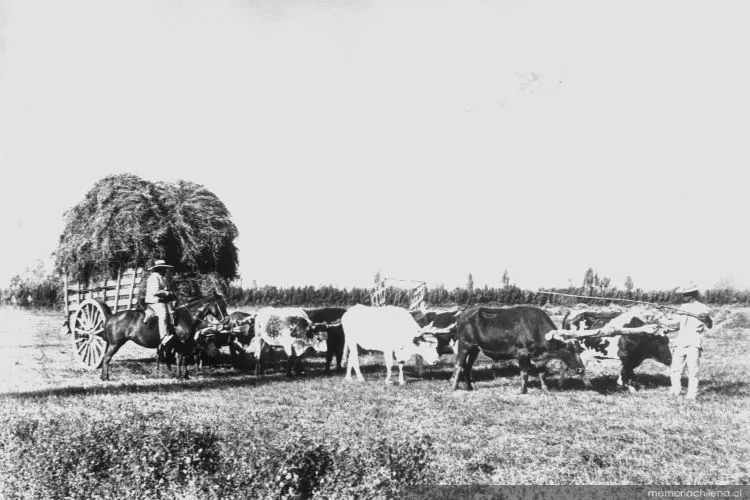 Transporte de pasto en carretas, 1935 — 1935 | Chile de Ayer