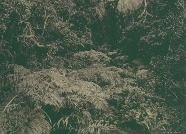 Flora en Isla Juan Fernández, 1906 — 1906 | Chile de Ayer