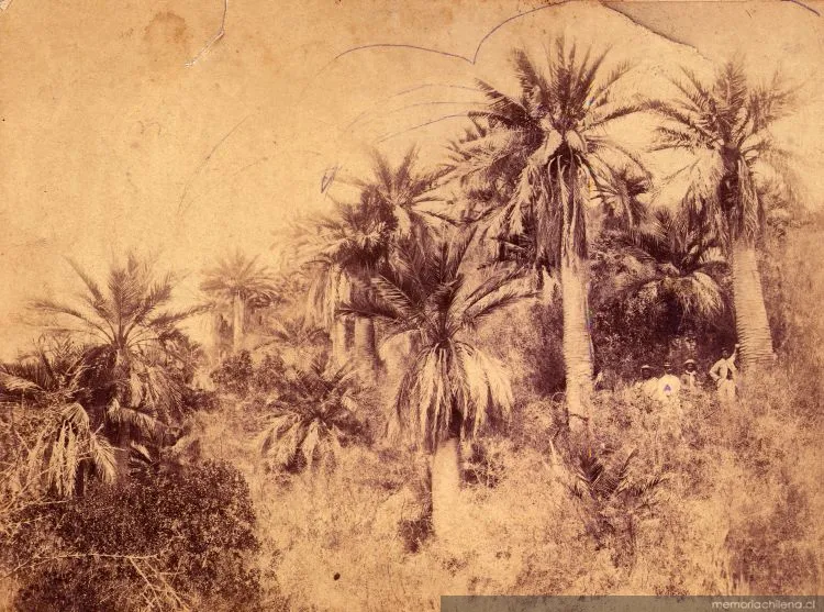 Palmas de Ocoa — 1900 | Chile de Ayer