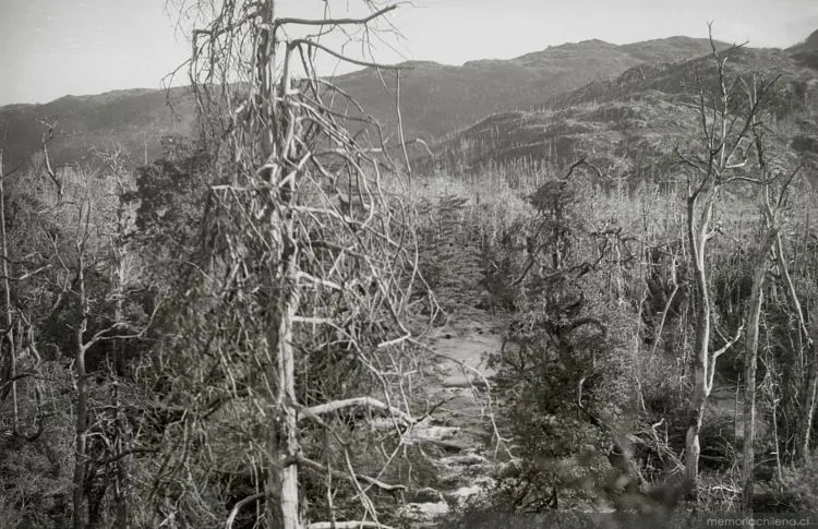 Vista de un bosque de cipreses quemados — 1900 | Chile de Ayer