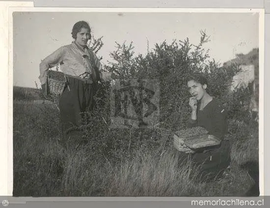 Dos niñas recolectando moras — 1910 | Chile de Ayer
