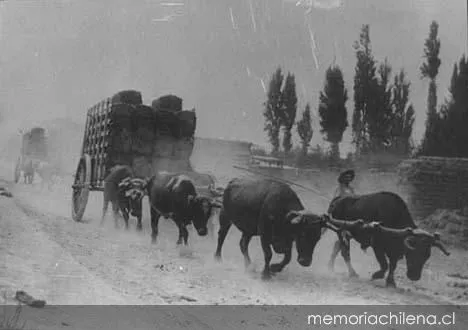 Bueyes tirando una carreta, 1906 — 1906 | Chile de Ayer