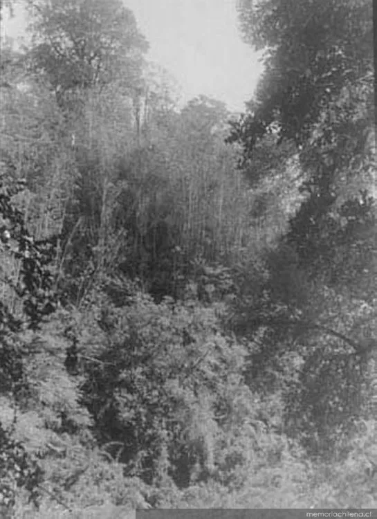 Puerto Montt, 1906 — 1906 | Chile de Ayer