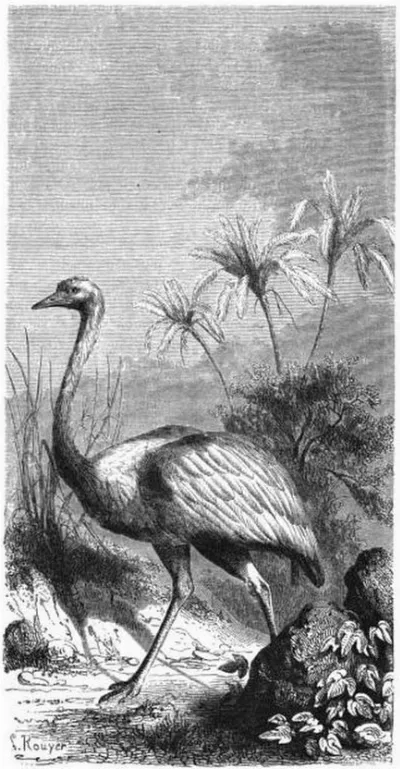 Ñandú o avestruz americano — aprox. 1861 | Chile de Ayer