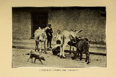 Vendedor de leche de burra, Valparaíso, 1912 — aprox. 1912 | Chile de Ayer