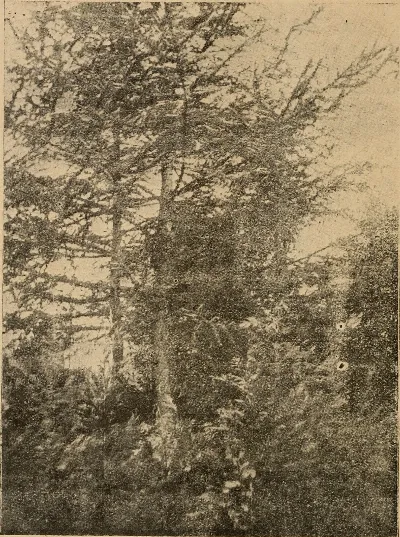 Boletín de Bosques, Pesca y Caza, Santiago, 1912 — aprox. 1912 | Chile de Ayer