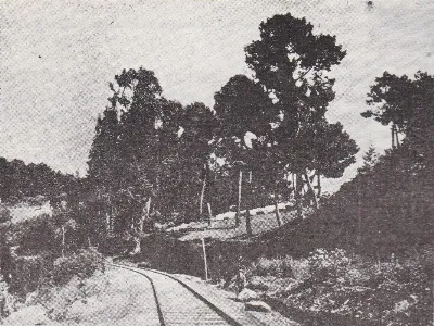 Ferrocarril entre bosque nativo, vista de vía curva — aprox. 1929 | Chile de Ayer